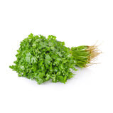 Coriander