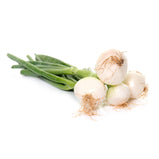 Spring Onion